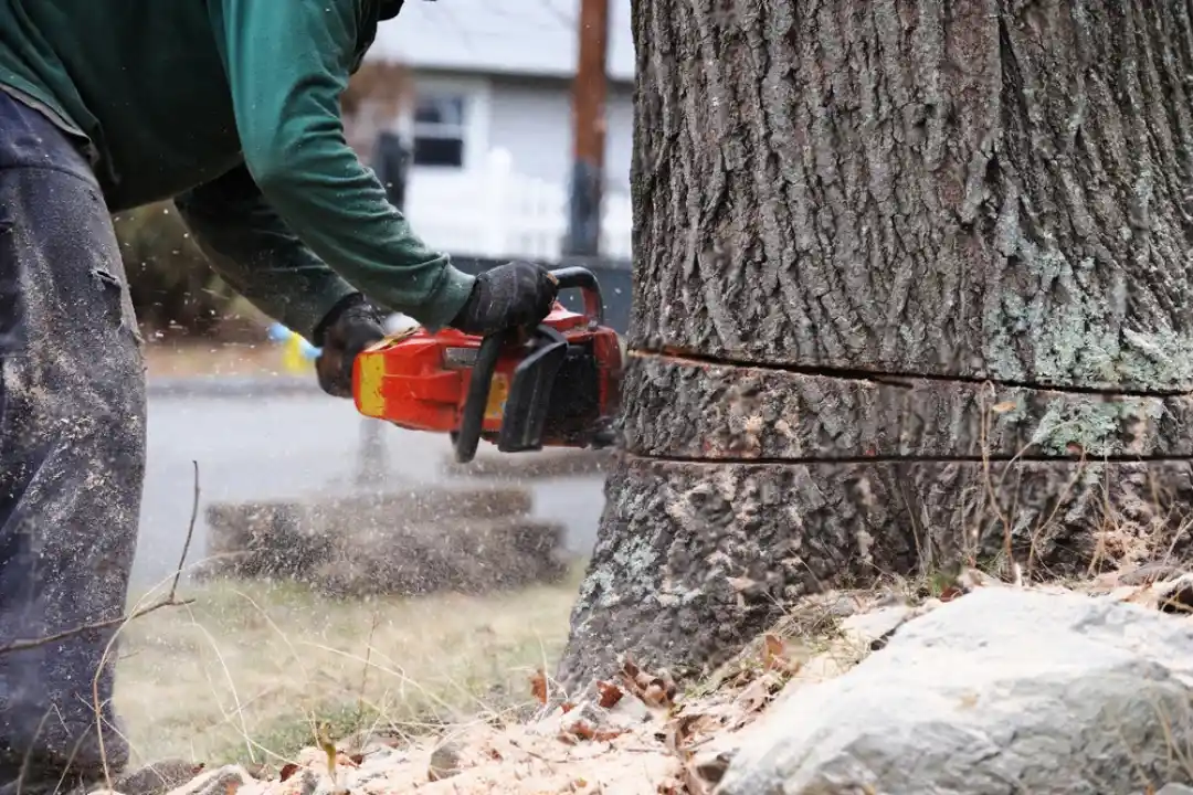 Tree Removal Chelsea