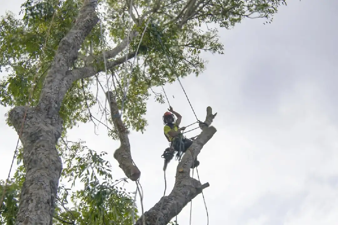 Tree Removal Chelsea