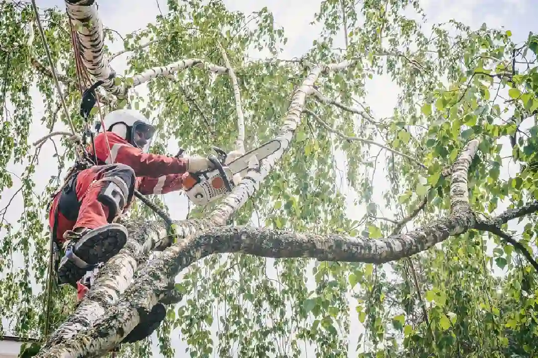 Tree Removal Chelsea